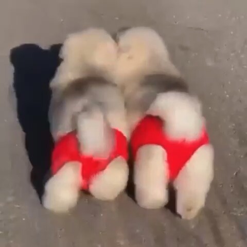 So cute 🥰
