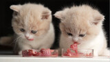 Hewan|Kucing Kecil Makan Daging