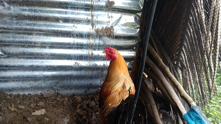 For breeding purposes only Broodbullstag pumkin sweater x pullet YLH Albany f1