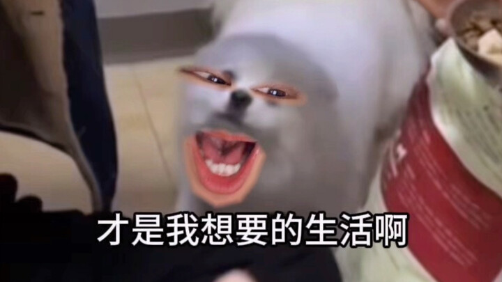 “Molesting Dogs Is Your Lie”