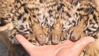 为什么手指可以叼着幼虎