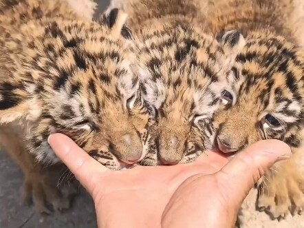 为什么手指可以叼着幼虎