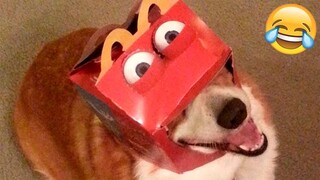 Funny Cats and Dogs Videos 🤣 - Funniest Animal Videos 2023! 🥰 #6