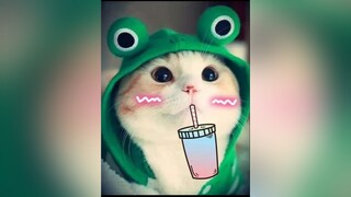 xỉu vì mấy pé này 😜xuhuongtiktok meocute