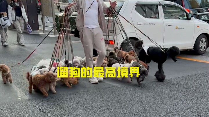 Walking 20 dogs at once: What’s it like to be a dog walker in Japan?