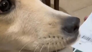 When you can't find scissors and you happen to have a little dog