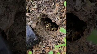 Pemilik dan anjingnya disengat oleh "penyerang tersembunyi" bawah tanah, jadi mereka memanggil para 