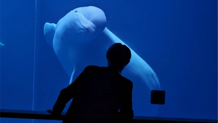 【تقمّص شخصية تشي يو】يبدو أن الحوت الأبيض تعرّف على سيّد إله البحر!