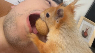 Anak yang berbakti besar, memberi makan dengan tepat