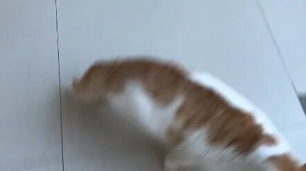 หัวมึนไปหมด # แมวจอมซน # แมวตัวนี้ดูออกเลยว่าเก่งจริง