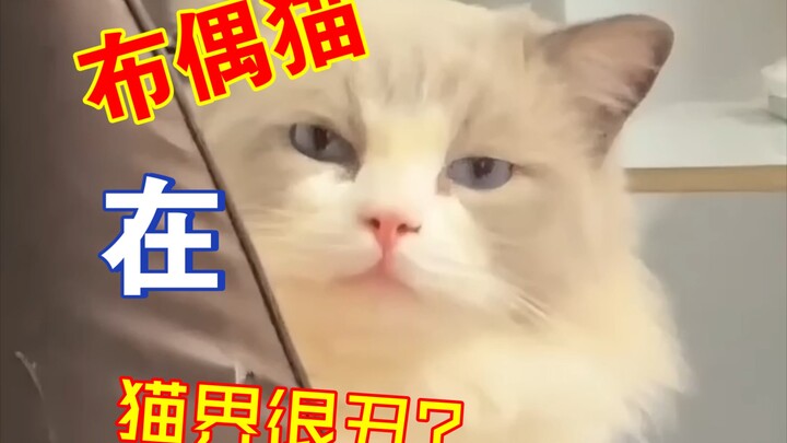 Help! Is the Ragdoll really that ugly in the cat world?