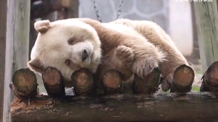 【Panda Qizai】Tinta memang sengaja dibuat untuk membuat si beruang kecil kesal.