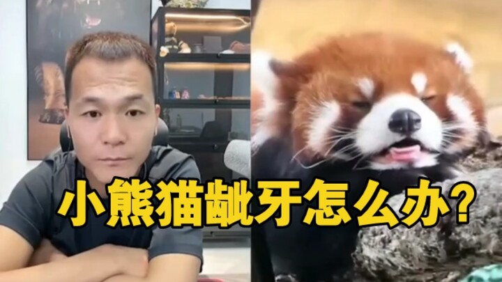 Phan Hồng kết nối với quản lý động vật, gấu trúc nhỏ bảo vệ thức ăn nhe răng thì phải làm sao? Có đầ