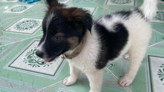 Chó con dễ thương tinh nghịch | cute puppy dogs videos | CTMT