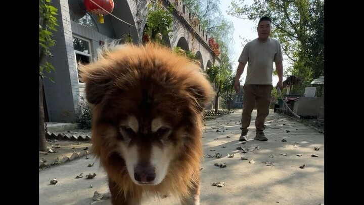 A big showdown at the Western Henan dog farm—let’s see who, me or the factory director, has more loy