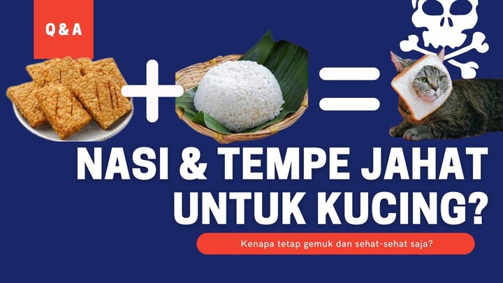 Tempe dan Nasi Berbahaya buat Kucing?