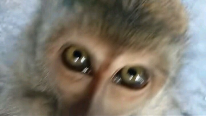 Potret monyet maen ep ep