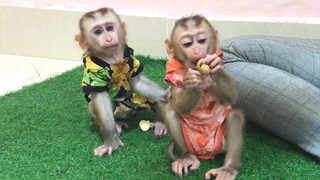Yummy Logan fruits for both monkeys