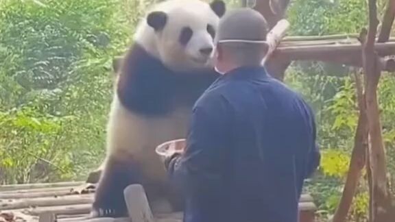 🐼🐼🐼🐼🐼