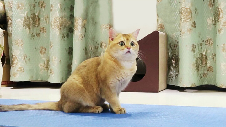 My cat's legs fall asleep on a Yoga mat