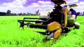 Máy Gặt Lúa YANMAR Cắt Lúa Xanh Nhạc BOLERO Hay Nhất l Bé Xem Máy Cắt Lúa Xanh