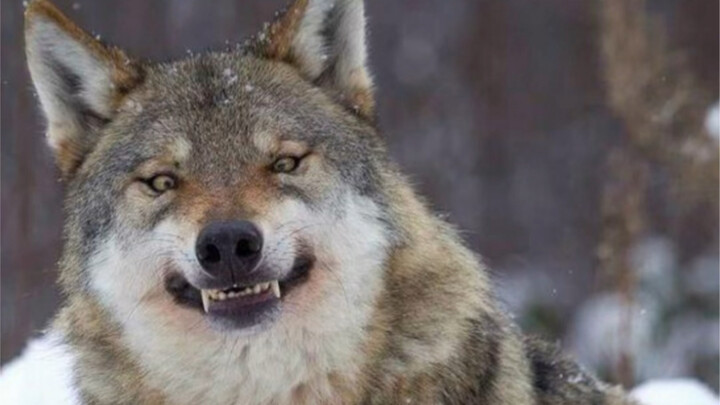 Wolf: I’m not a dog, but I can be really gentle—depending on how hungry I am.