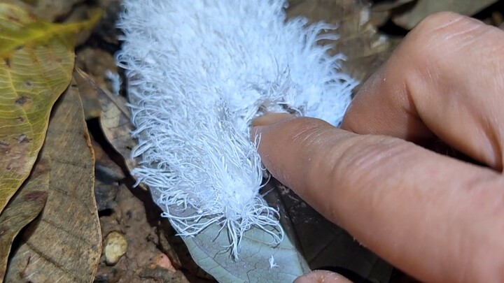 พวกเขาทั้งหมดคือนกยูงจิ๋วที่แค่โตขึ้นมาผิดรูป (แมลงหวี่ขี้ผึ้งปีกกว้าง)