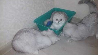 Kittens are always busy | Kitties like to play | Silver Scottish Fold Straight