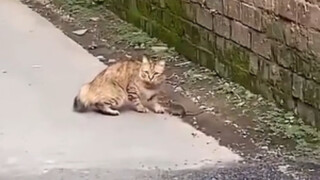 老鼠被玩到站立求饶，这年头懂这门技术的猫不多了