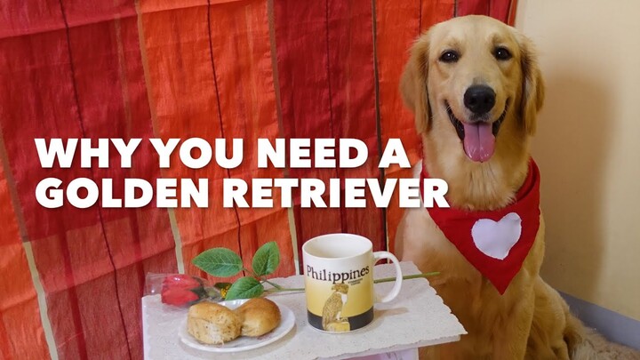 Why You Need a Golden Retriever 🥺 (Heartwarming) | Philippines