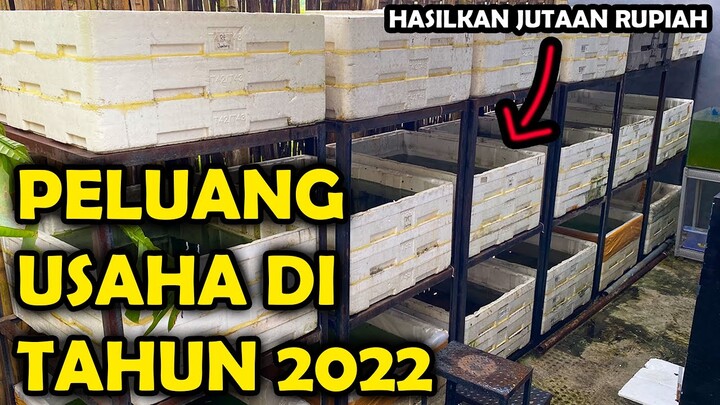 Ternak Ikan Guppy Sangat Mudah, Pakai Media Styrofoam Doang Bisa !!!