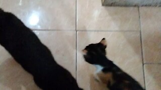 kucing hitam