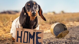 油管5000万高播的小狗搞笑犯罪短片！路边捡回家的小狗居然是个小偷？！| 腊肠狗Doxie