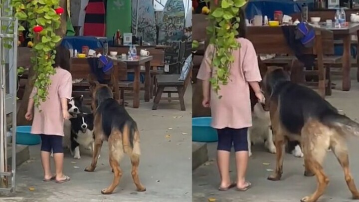 I can't stop laughing! A girl tries to teach a Border Collie and a German Shepherd to help, and the 
