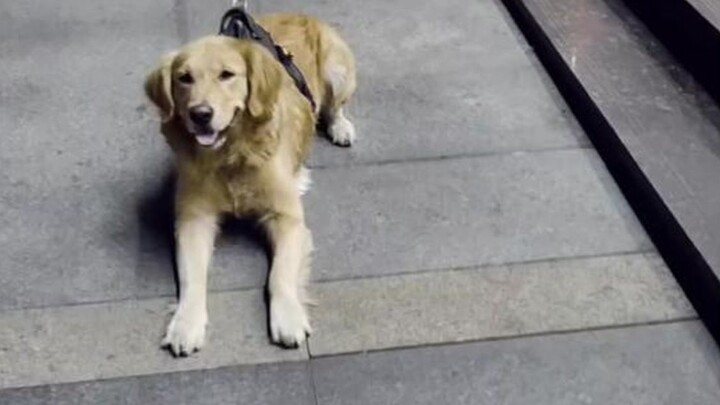 A golden retriever so tempted by roasted sweet potatoes it can’t even take another step! In the dog’