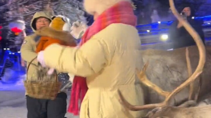 A little southerner feeds reindeer—she’s not even as tall as the deer and almost ended up feeding he