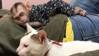 Adorable monkey Mino vs cat sleeping on and next to mommy