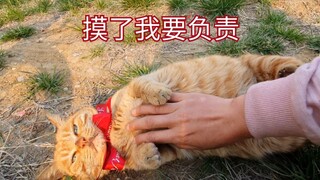 被怀孕大橘猫碰瓷，你介么大的肚子怕不是要吃穷我。