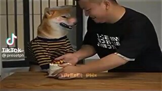 Don't mess with dog😂