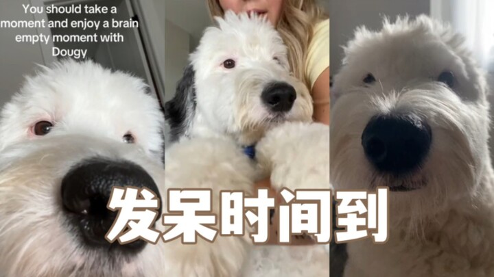 Seriously, you really should spend some time just zoning out with your pup.