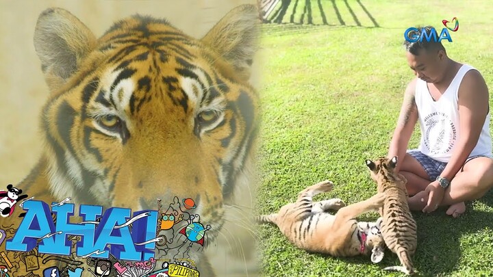 Tips sa pag-aalaga ng wild animals, alamin! | AHA!