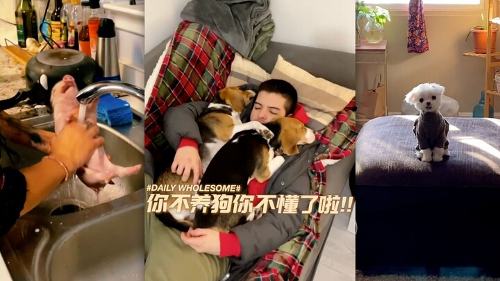 You don’t own a dog, so you really have no idea!!