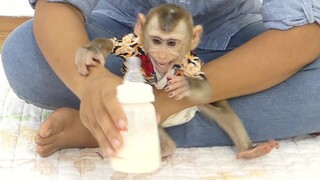 Baby Monkey Maku Crying Angry Mom Late Prepare Milk For Him Drink for Breakfast