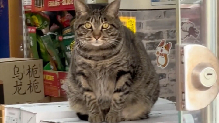 This diligent cat cashier