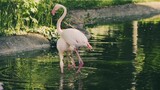 Flamingo playing with each other video 4k