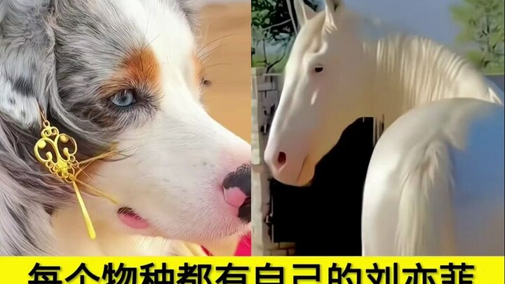 Mỗi loài đều có “Lưu Diệc Phi” của riêng mình, hóa ra nhan sắc thực sự không phân biệt loài