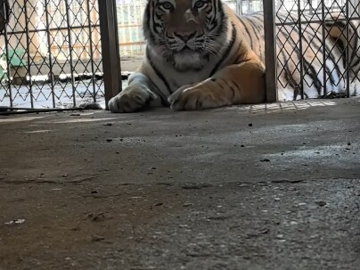 Harimau betina Jinhua, buktikan saja padaku bahwa dia tidak takut aku nggak makan daging!