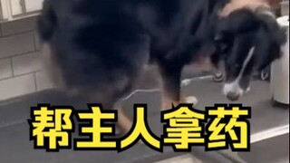 A trained dog saved his owner's life