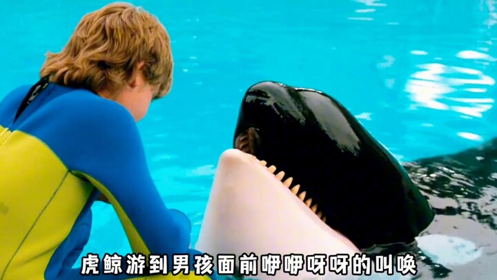 A boy, after just one fall, actually struck up a friendship with a killer whale and even helped it r