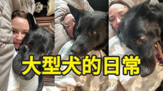 POV：你有一只黏人的大型犬宝宝